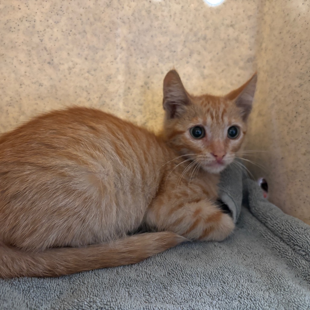 Shelter Stray Male Cat last seen , 361 S Raymond Ave, Pasadena, CA 91105, USA