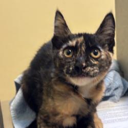 Shelter Stray Female Cat last seen , 361 S Raymond Ave, Pasadena, CA 91105, USA