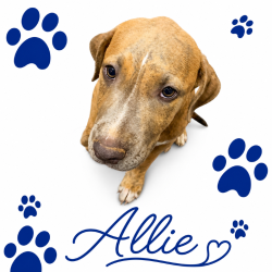 Shelter Stray Female Dog last seen , 2350 Appling City Cove, Memphis, TN 38133, USA