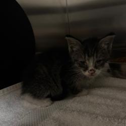 Shelter Stray Female Cat last seen , 54687 Co Rd 19, Bristol, IN 46507, USA