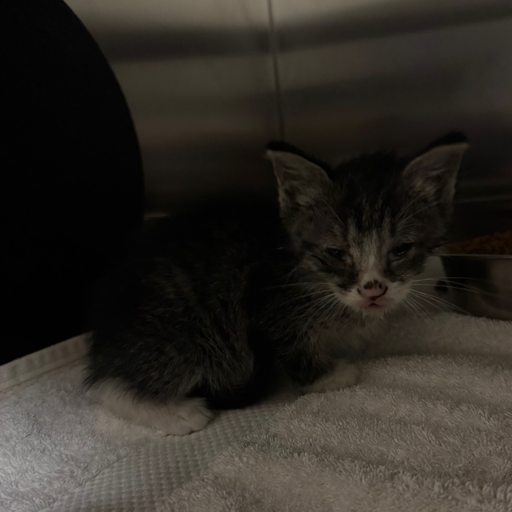 Shelter Stray Female Cat last seen , 54687 Co Rd 19, Bristol, IN 46507, USA