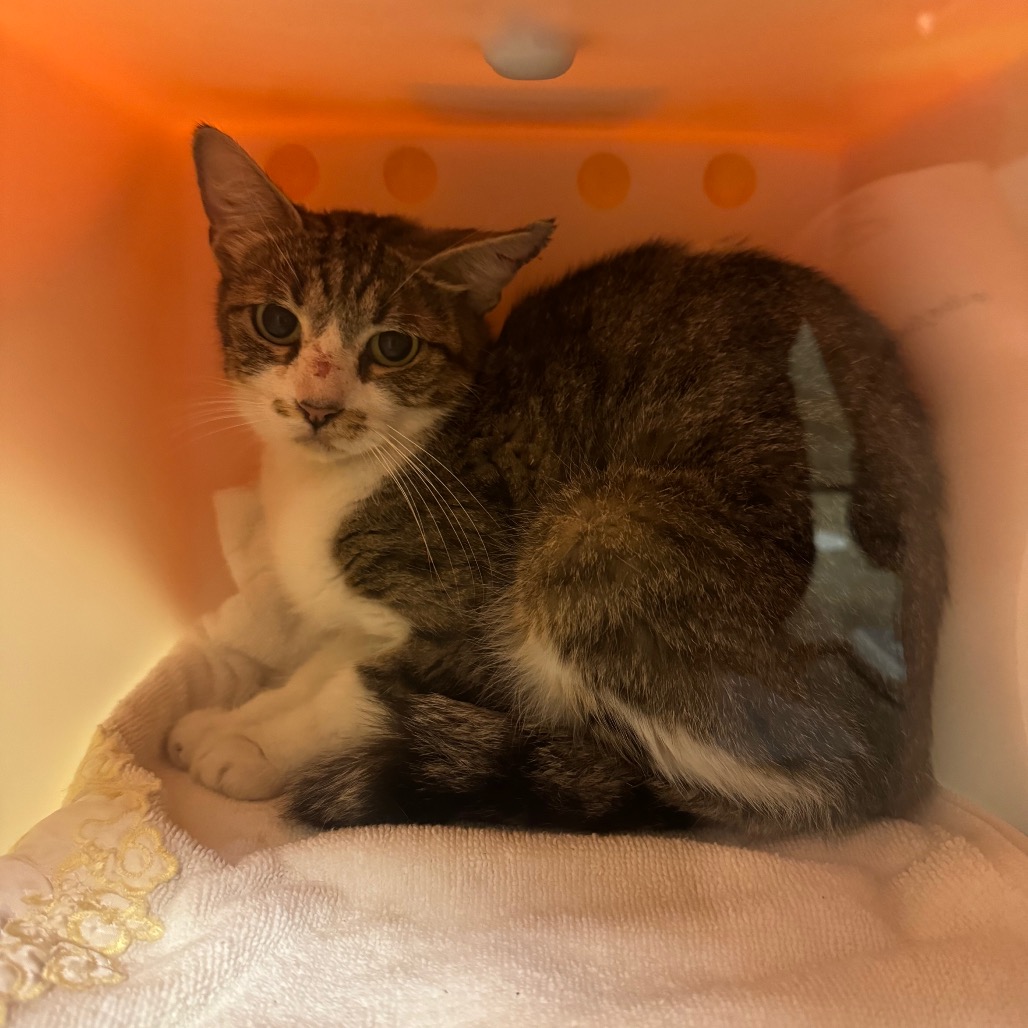 Shelter Stray Unknown Cat last seen , 54687 Co Rd 19, Bristol, IN 46507, USA