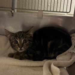 Shelter Stray Female Cat last seen , 54687 Co Rd 19, Bristol, IN 46507, USA