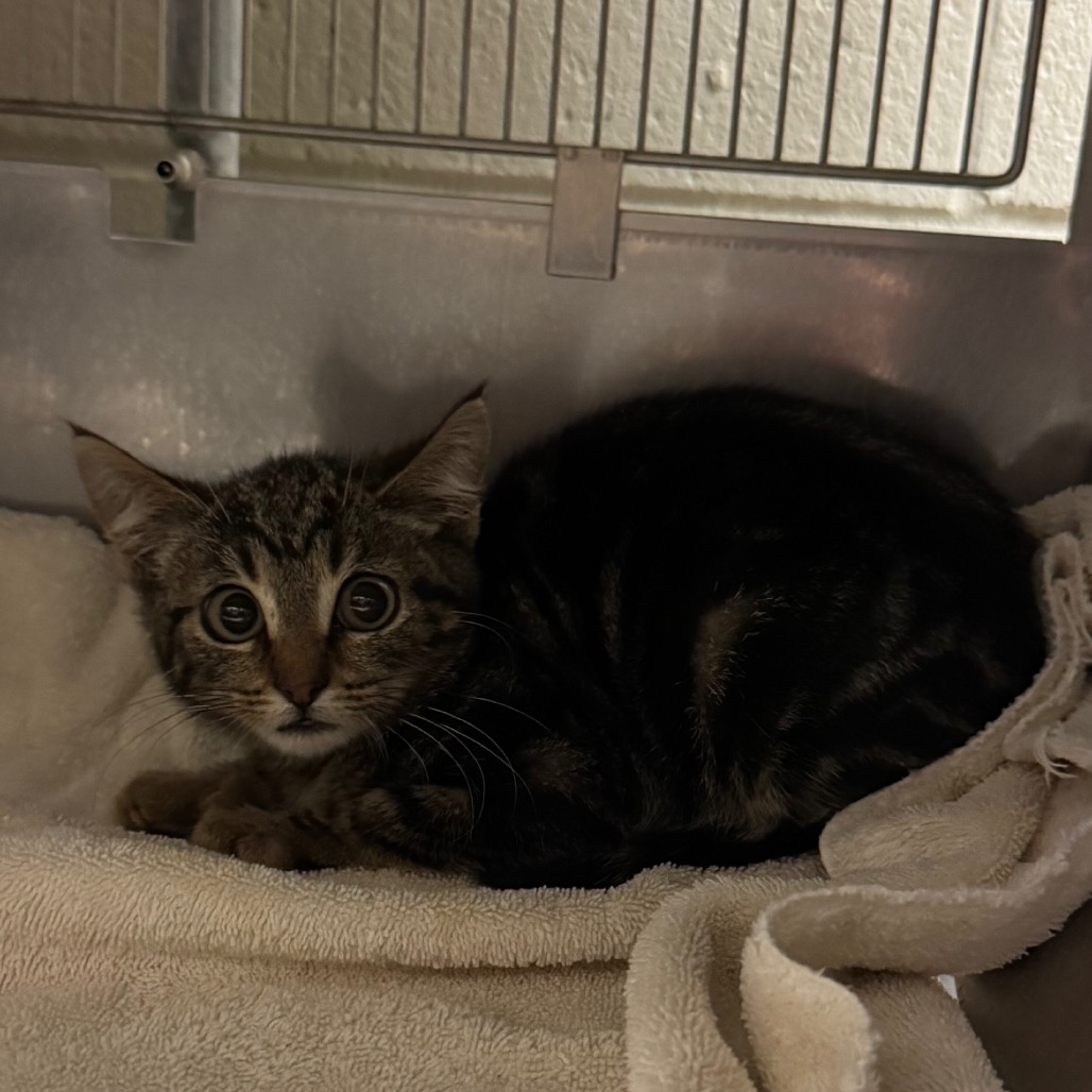 Shelter Stray Female Cat last seen , 54687 Co Rd 19, Bristol, IN 46507, USA