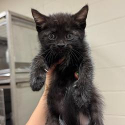 Shelter Stray Female Cat last seen , 54687 Co Rd 19, Bristol, IN 46507, USA