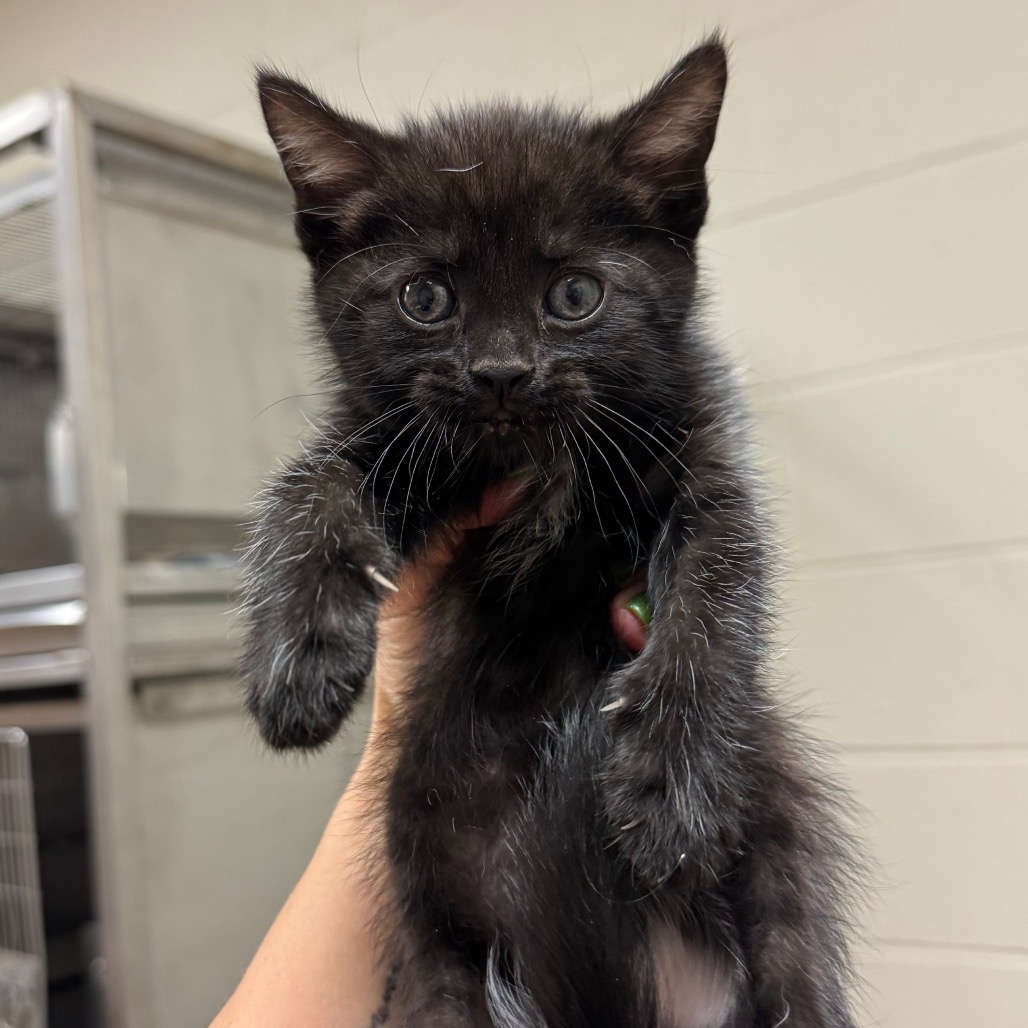 Shelter Stray Female Cat last seen , 54687 Co Rd 19, Bristol, IN 46507, USA