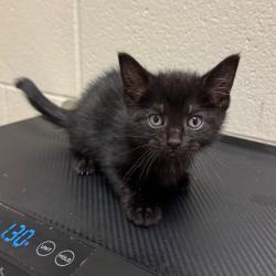 Shelter Stray Female Cat last seen , 54687 Co Rd 19, Bristol, IN 46507, USA