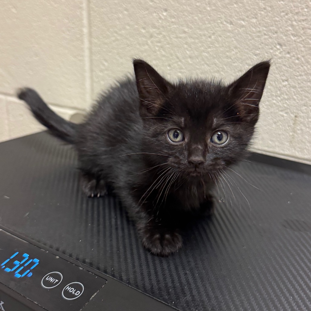 Shelter Stray Female Cat last seen , 54687 Co Rd 19, Bristol, IN 46507, USA