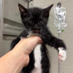 Shelter Stray Female Cat last seen , 54687 Co Rd 19, Bristol, IN 46507, USA