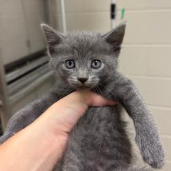 Shelter Stray Female Cat last seen , 54687 Co Rd 19, Bristol, IN 46507, USA