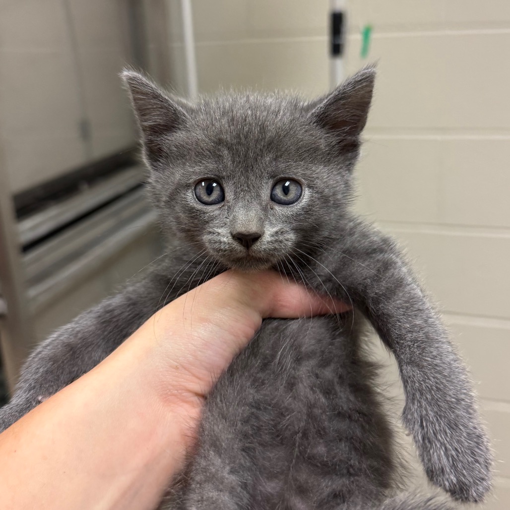 Shelter Stray Female Cat last seen , 54687 Co Rd 19, Bristol, IN 46507, USA