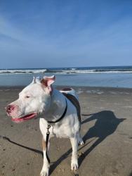 Reunited Male Dog last seen Millbrook and Glenwood (also near Lynn and Glenwood), Raleigh, NC 27613