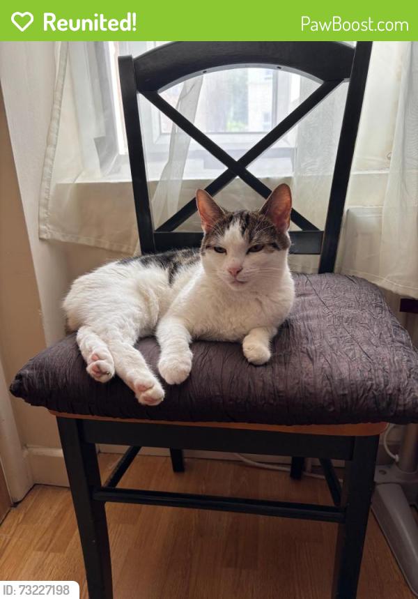 Reunited Female Cat last seen flt 133, A-C Knollys Road, Norwood, England SW16 2JP