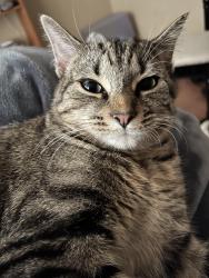 Lost Female Cat last seen Bracken. Ct, Liberty, SC 29657