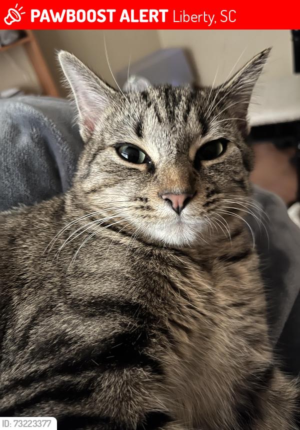 Lost Female Cat last seen Bracken. Ct, Liberty, SC 29657