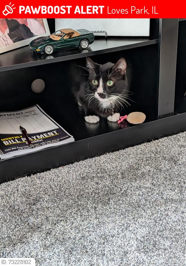 Lost Male Cat last seen Bunker Hill rd, Loves Park, IL 61111