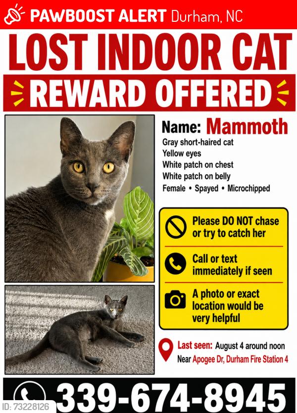 Lost Female Cat last seen Near NC-55 and Riddle Road (Durham Fire Station 4), Durham, NC 27713