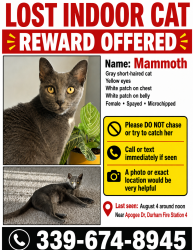 Lost Female Cat last seen Near NC-55 and Riddle Road (Durham Fire Station 4), Durham, NC 27713