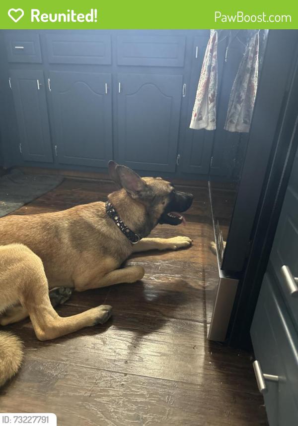 Reunited Male Dog last seen Near Little Lones Road, Huntsville, AL 35811