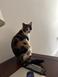 Lost Female Cat last seen 6th Ave w Lynnwood, Martha Lake, WA 98087