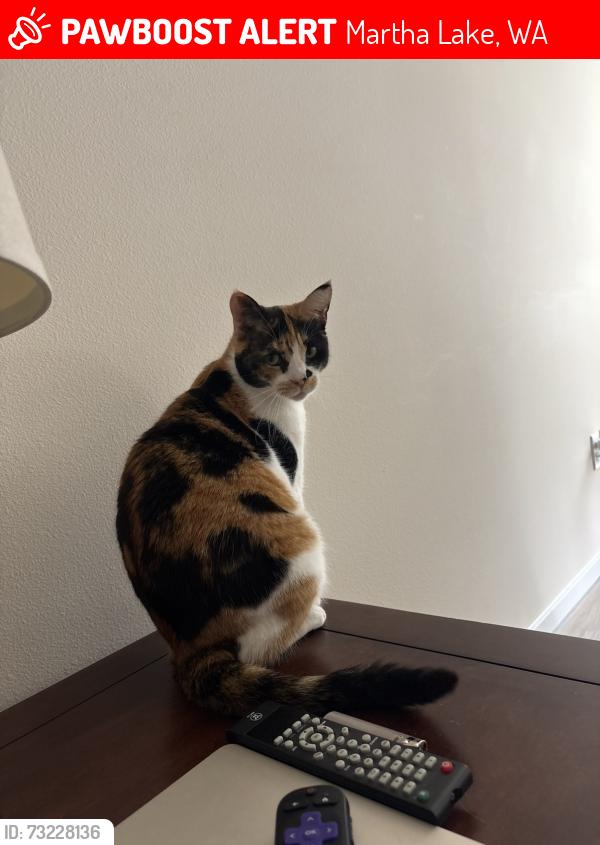 Lost Female Cat last seen 6th Ave w Lynnwood, Martha Lake, WA 98087