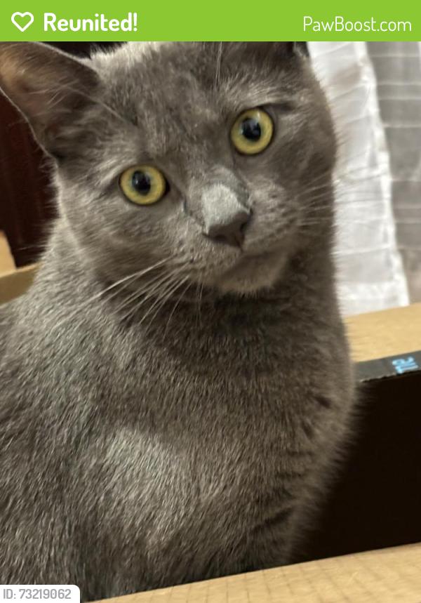 Reunited Female Cat last seen Stanley and Chevy Chase, Glendale, CA 91206