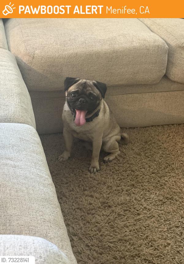 Found/Stray Male Dog last seen Domigonie, Menifee, CA 92586