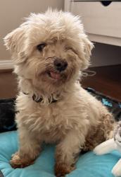 Found/Stray Male Dog last seen Rice Village shopping center parking lot, Houston, TX 77005