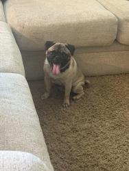Found/Stray Male Dog last seen Domigonie, Menifee, CA 92586