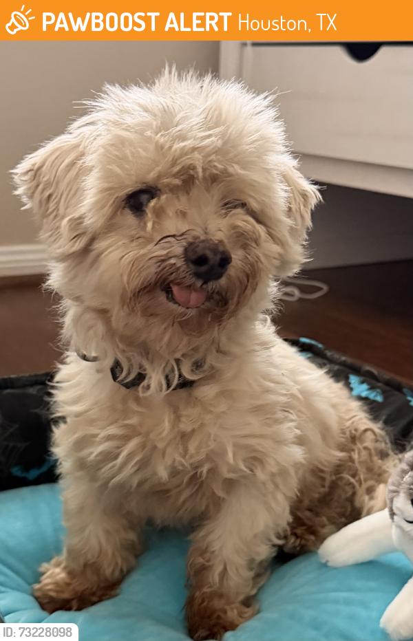 Found/Stray Male Dog last seen Rice Village shopping center parking lot, Houston, TX 77005