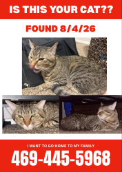 Found/Stray Male Cat last seen Old Denton Rd and Branch Hollow Dr, Carrollton, TX 75007