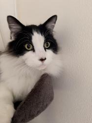 Lost Male Cat last seen Near SE 32nd Pl, Ocala, FL 34471