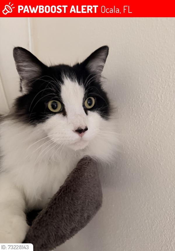 Lost Male Cat last seen Near SE 32nd Pl, Ocala, FL 34471