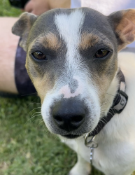 Lost Male Dog last seen SW 64th St (Miller Dr) and SW 72nd St (Sunset Dr) along SW 125th Ave., Miami, FL 33183