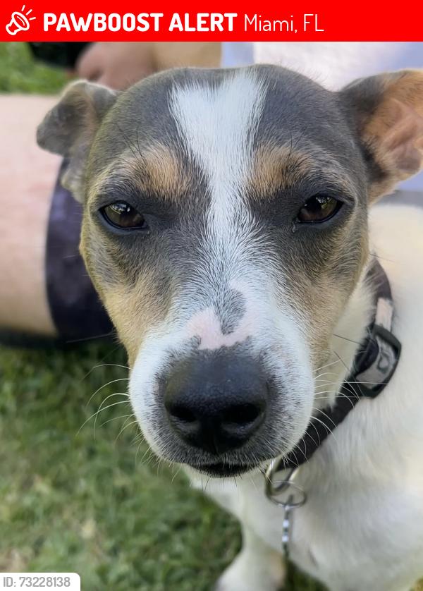 Lost Male Dog last seen SW 64th St (Miller Dr) and SW 72nd St (Sunset Dr) along SW 125th Ave., Miami, FL 33183