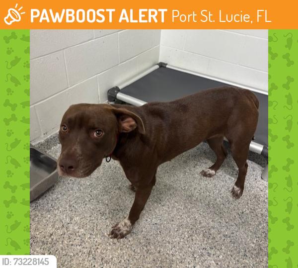 Found/Stray Female Dog last seen Port St. Lucie, Port St. Lucie, FL 34986