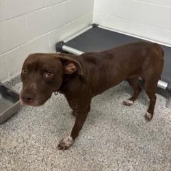 Found/Stray Female Dog last seen Port St. Lucie, Port St. Lucie, FL 34986