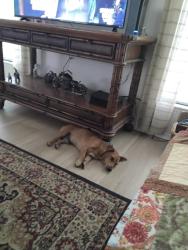 Found/Stray Male Dog last seen Cypress Lakes village, Lakeland, FL 33810