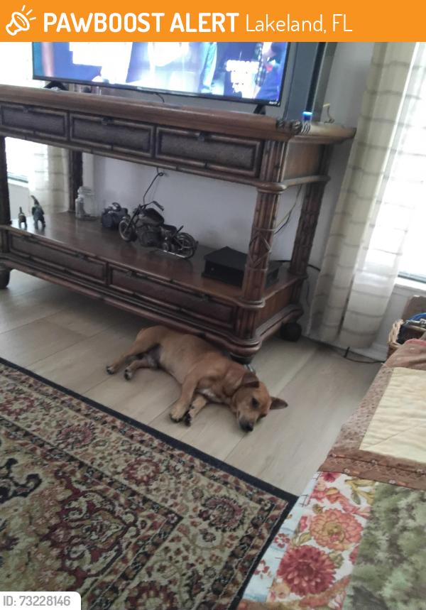 Found/Stray Male Dog last seen Cypress Lakes village, Lakeland, FL 33810
