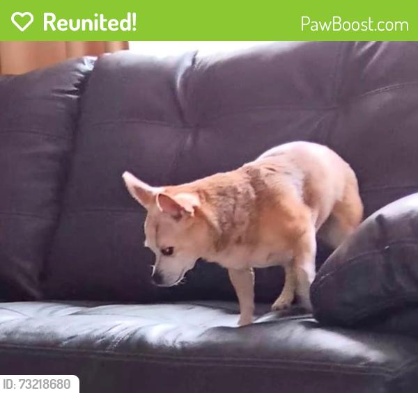 Reunited Female Dog last seen Avia rd, Dalton, GA 30721