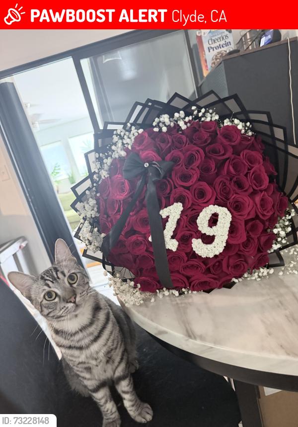 Lost Male Cat last seen Park St, Clyde, CA 94520