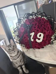 Lost Male Cat last seen Park St, Clyde, CA 94520