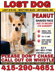 Reunited Male Dog last seen Near Whittier Blvd and Kirby Ln, Bethesda, MD 20817