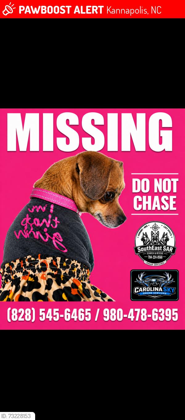 Lost Female Dog last seen Village park, Kannapolis, NC 28081