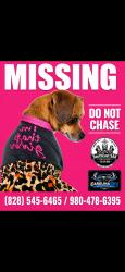 Lost Female Dog last seen Village park, Kannapolis, NC 28081