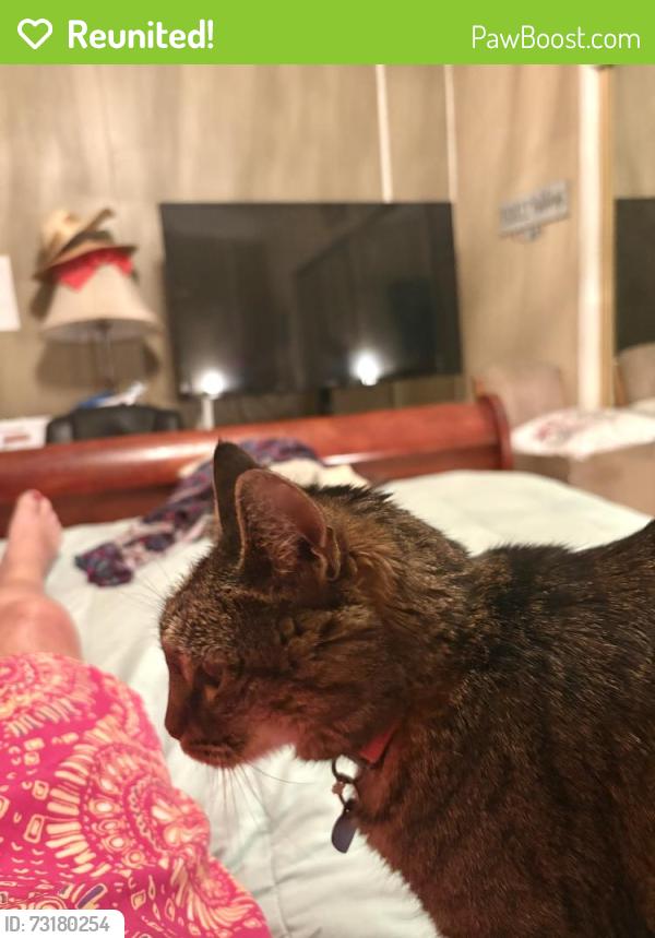Reunited Female Cat last seen Sierra Madre/Boca way, Reno, NV 89502