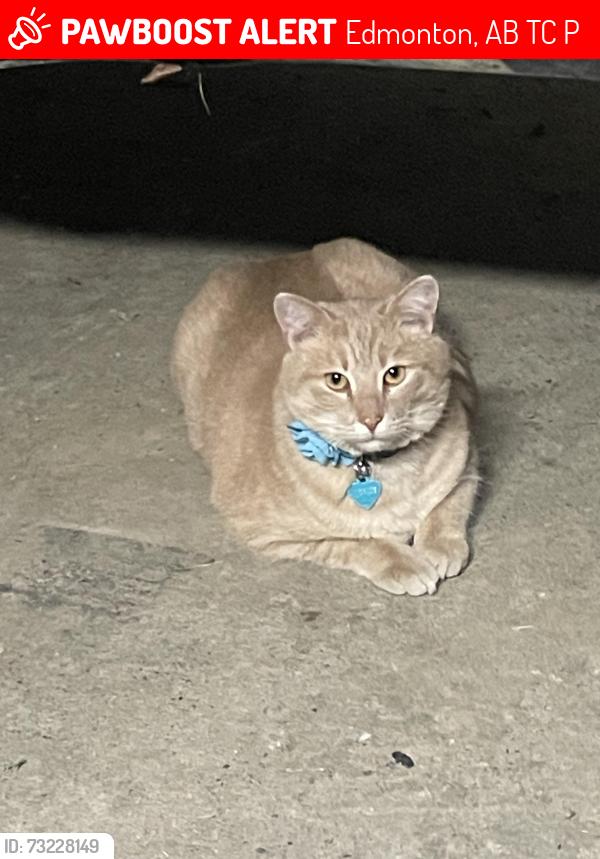 Lost Male Cat last seen Baldwin, Edmonton, AB T5C 0P3