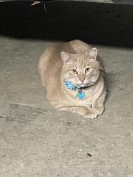 Lost Male Cat last seen Baldwin, Edmonton, AB T5C 0P3