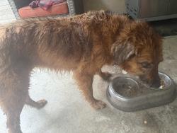 Reunited Female Dog last seen Wilkerson and Smith Road, Rome, GA 30165