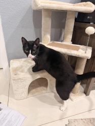 Lost Male Cat last seen Ashley Dr, Tampa, FL 33612